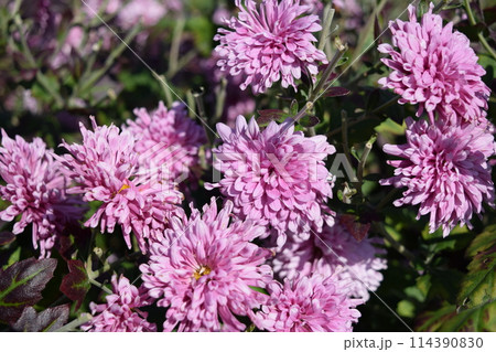 栽培中の食用菊 山形県庄内 114390830