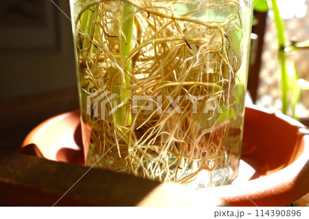 じっくり根を伸ばしてさらに成長していく様子 114390896