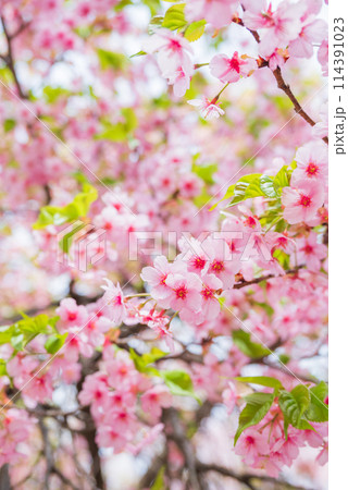 葉桜 114391023