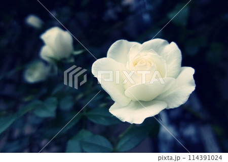 白い薔薇 白い薔薇 114391024