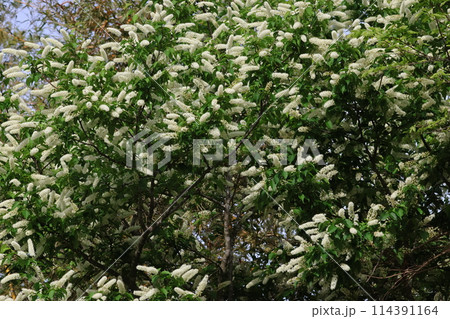 桜が散った後、山野で咲く白いブラシのような花、ウワズミザクラ 114391164
