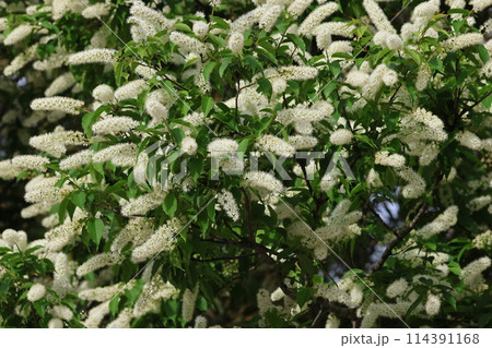 桜が散った後、山野で咲く白いブラシのような花、ウワズミザクラ 桜が散った後、山野で咲く白いブラシのような花、ウワズミザクラ 114391168