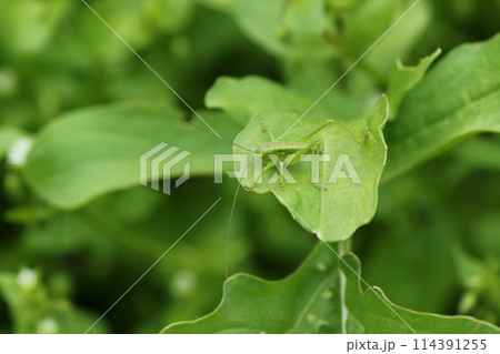 ハーブのルッコラの葉を食べる、ヤブキリの幼虫 114391255