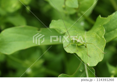 ハーブのルッコラの葉を食べる、ヤブキリの幼虫 ハーブのルッコラの葉を食べる、ヤブキリの幼虫 114391260