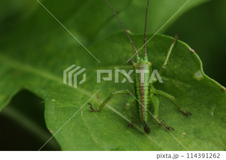 ハーブのルッコラの葉を食べる、ヤブキリの幼虫 114391262