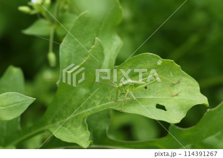 ハーブのルッコラの葉を食べる、ヤブキリの幼虫 ハーブのルッコラの葉を食べる、ヤブキリの幼虫 114391267