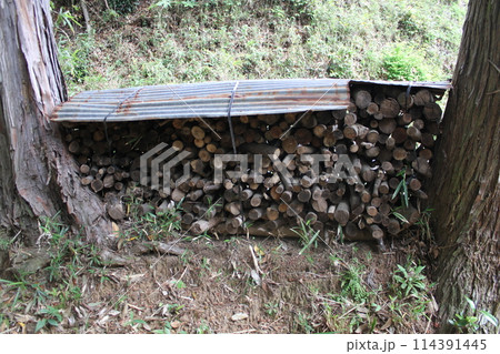 乾燥のため、トタンをかけられて木の間に積まれたシラカシの枝 乾燥のため、トタンをかけられて木の間に積まれたシラカシの枝 114391445