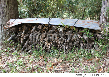 乾燥のため、トタンをかけられて木の間に積まれたシラカシの枝 114391447