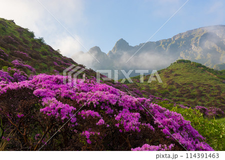 仙酔峡のミヤマキリシマ（熊本県阿蘇） 114391463