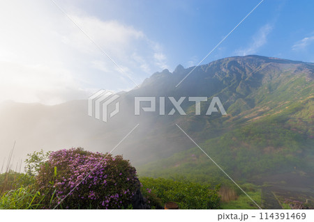 仙酔峡のミヤマキリシマ(熊本県阿蘇) 仙酔峡のミヤマキリシマ(熊本県阿蘇) 114391469