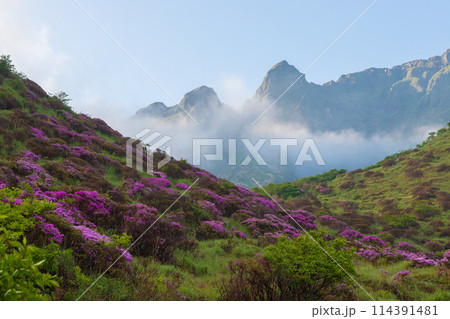 仙酔峡のミヤマキリシマ(熊本県阿蘇) 仙酔峡のミヤマキリシマ(熊本県阿蘇) 114391481