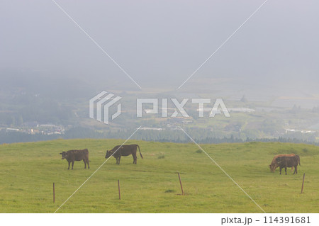 阿蘇の草原風景と牛と霧(熊本県阿蘇) 阿蘇の草原風景と牛と霧(熊本県阿蘇) 114391681