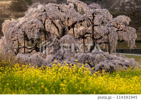 朝日を受け満開の滝桜と菜の花 朝日を受け満開の滝桜と菜の花 114391945