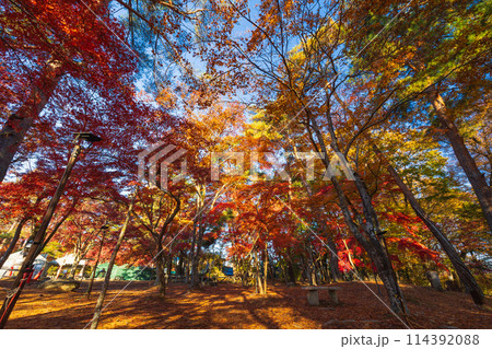 埼玉長瀞の秋 紅葉の月の石もみじ公園 埼玉長瀞の秋 紅葉の月の石もみじ公園 114392088