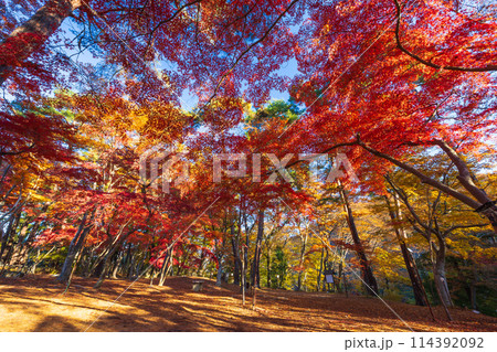 埼玉長瀞の秋　紅葉の月の石もみじ公園 114392092