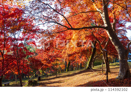 埼玉長瀞の秋　紅葉の月の石もみじ公園 114392102