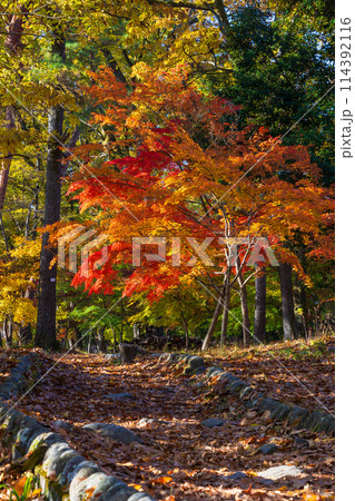 埼玉長瀞の秋 紅葉の月の石もみじ公園 埼玉長瀞の秋 紅葉の月の石もみじ公園 114392116