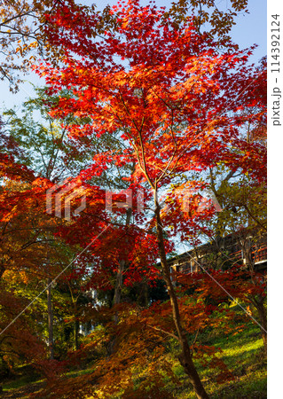 埼玉長瀞の秋 紅葉の月の石もみじ公園 埼玉長瀞の秋 紅葉の月の石もみじ公園 114392124