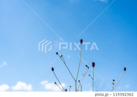 源氏物語にも出てくるワレモコウと青空 114392362