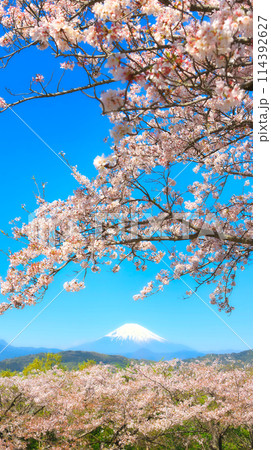 吾妻山公園の桜と富士山 114392627