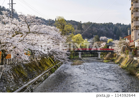 桜満開で迎えた高山祭り「山王祭」、朝の風景(2024年) 114392644