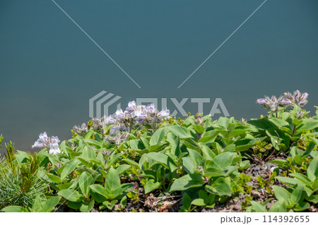 高山の池の畔に咲くイワブクロ 高山の池の畔に咲くイワブクロ 114392655