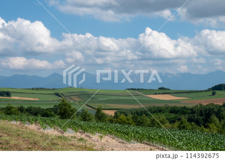 夏の畑作地帯と山並み　十勝岳連峰 114392675