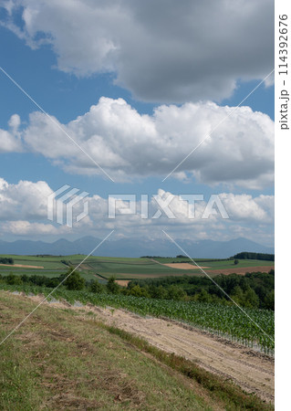 夏の畑作地帯と山並み　十勝岳連峰 114392676