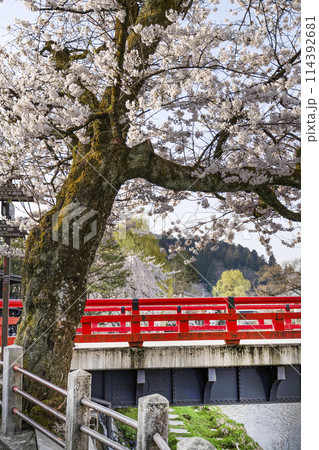 桜満開の飛騨高山(2024年) 114392681