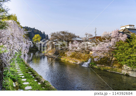 桜満開の飛騨高山(2024年)中橋より望む 114392684