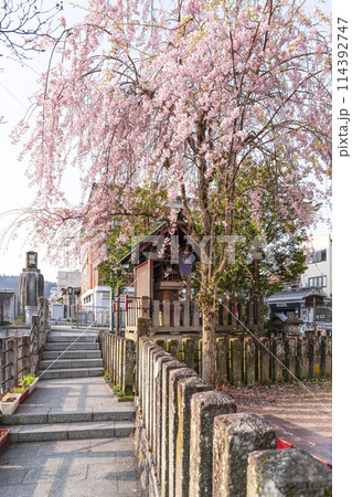 春の飛騨高山 かじ橋こみちの桜 春の飛騨高山 かじ橋こみちの桜 114392747