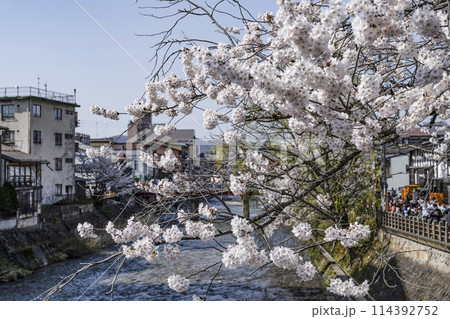桜満開の飛騨高山(2024年) 114392752