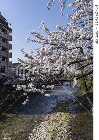 桜満開の飛騨高山(2024年) 114392753