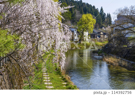 桜満開の飛騨高山(2024年)中橋より望む 114392756