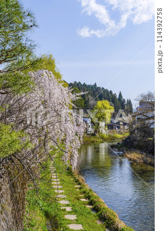 桜満開の飛騨高山(2024年)中橋より望む 桜満開の飛騨高山(2024年)中橋より望む 114392758