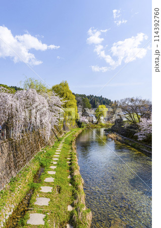 桜満開の飛騨高山(2024年)中橋より望む 114392760