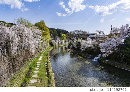 桜満開の飛騨高山(2024年)中橋より望む 114392761