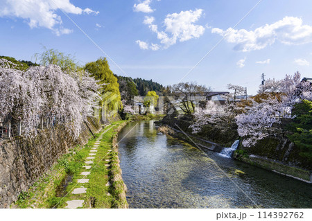 桜満開の飛騨高山(2024年)中橋より望む 桜満開の飛騨高山(2024年)中橋より望む 114392762