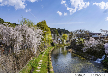 桜満開の飛騨高山(2024年)中橋より望む 114392764
