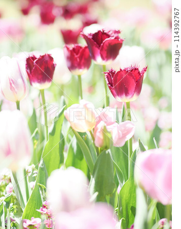 逆光の紫色のチューリップとピンクのチューリップ 114392767