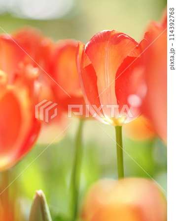 逆光の赤いチューリップ・真横 114392768