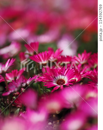 リビングストンデージーの花畑 リビングストンデージーの花畑 114392769