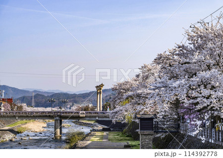 桜満開の飛騨高山(2024年) 114392778