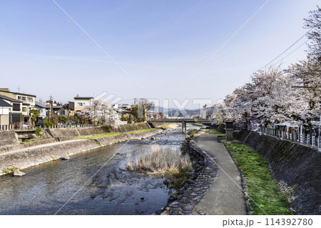 桜満開の飛騨高山(2024年) 桜満開の飛騨高山(2024年) 114392780
