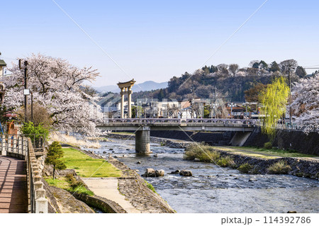桜満開の飛騨高山(2024年) 114392786