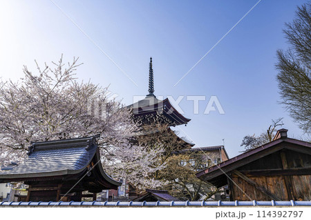 高山 飛騨国分寺の桜と三重塔 高山 飛騨国分寺の桜と三重塔 114392797