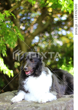 新緑を背景にたたずむ犬(シェルティー) 新緑を背景にたたずむ犬(シェルティー) 114392800