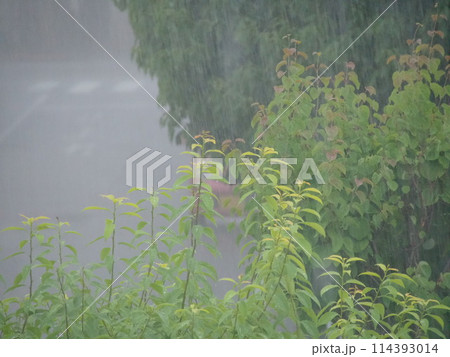 土砂降りの雨に打たれた植物と道路 114393014