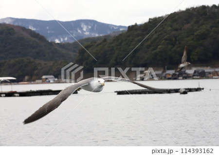 海の京都 伊根町 舟屋群 海の京都 伊根町 舟屋群 114393162