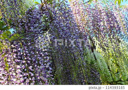 藤の花が満開 藤の花が満開 114393185